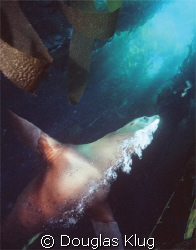 Sea Lion Pass.  An old capture from 1996 using my Nikonos... by Douglas Klug 